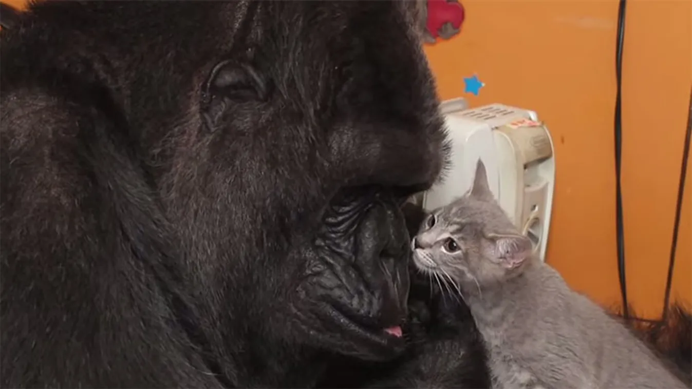 Koko, gorilla, macska 
