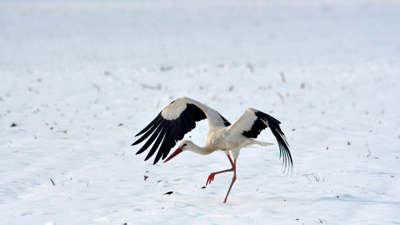ÁLLAT állatfotó ÉVSZAK FOTÓ FOTÓTÉMA gólya havas hó IDŐJÁRÁS madár tél ÁLLAT állatfotó ÉVSZAK FOTÓ FOTÓTÉMA gólya hó IDŐJÁRÁS madár tél Tiszavárkony, 2014. január 30.
Egy gólya Tiszavárkony határában 2014. január 30-án. A madár nem költözött el, és a fagy