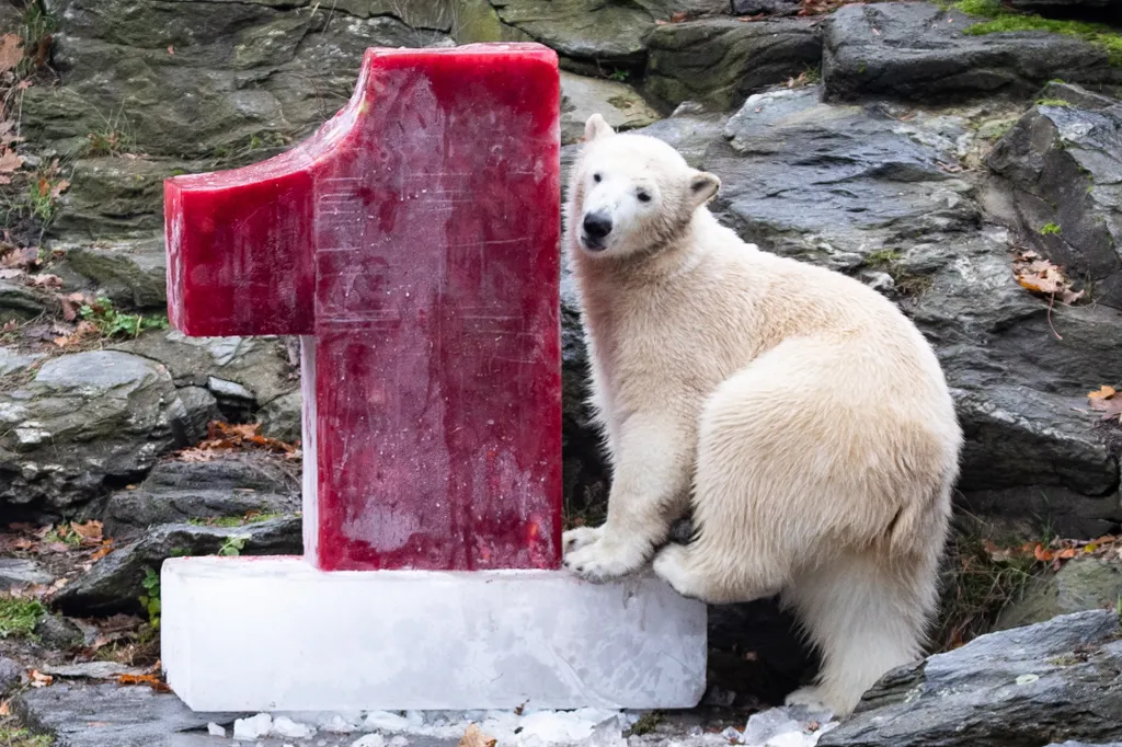 Hertha, a Tierpark berlini állatkert jegesmedvebocsa 