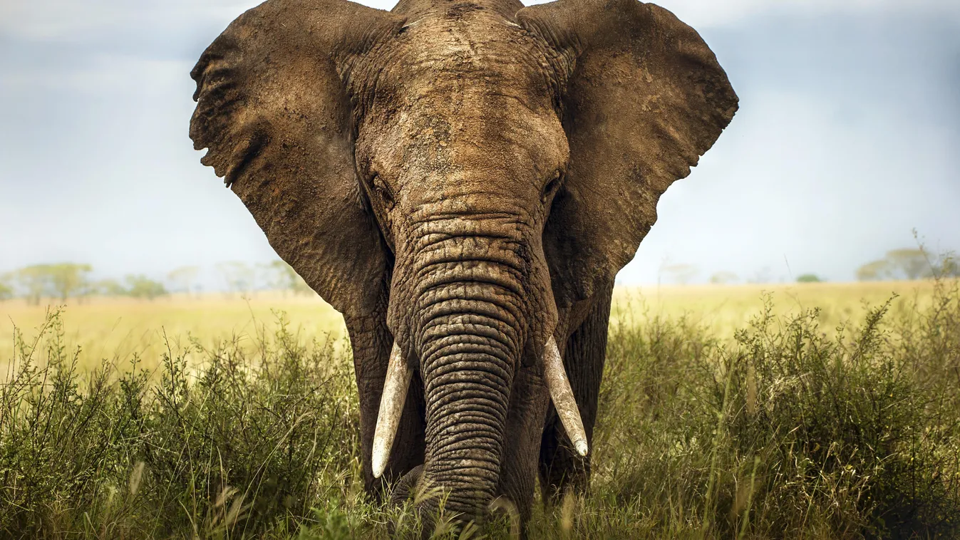 elefánt 