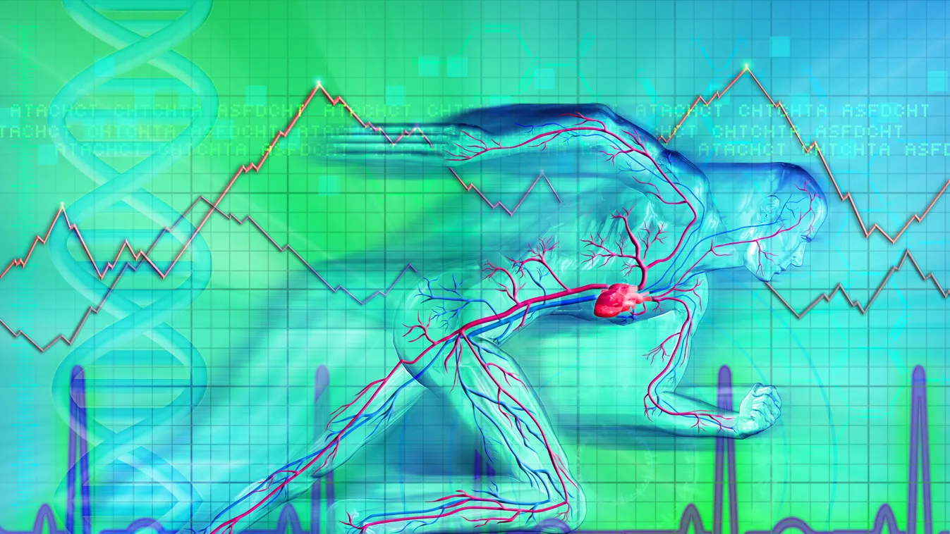 Pulzus, szív heartbeat graph of a man ANATOMY medical TEST BLOOD vessel heartbeat MAN biotechnology cell cgi DNA energy genetic research healthcare MEDICINE human heart vein motion pulse trace RUNNING sports the BODY 3d beating flow bloodstream beat ra 