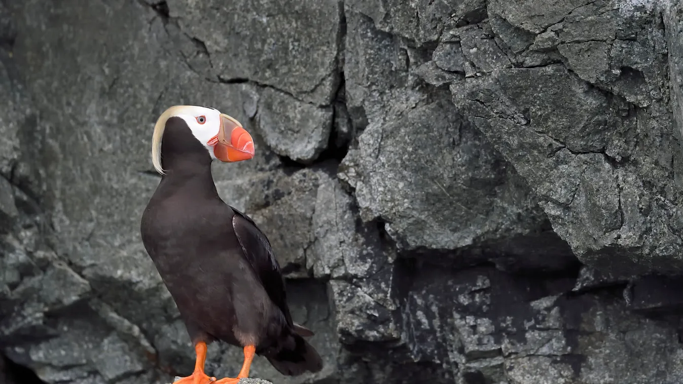 kontyos lunda ( Fratercula cirrhata ) on the shore, Alaska SUMMER ADULT ALONE Posing Overview Alaska Three quarter shot Rock shore Fratercula Tufted Puffin (Fratercula cirrhata) Least Concern (IUCN) LC August North Pacific Ocean Nobody Temperate season Se