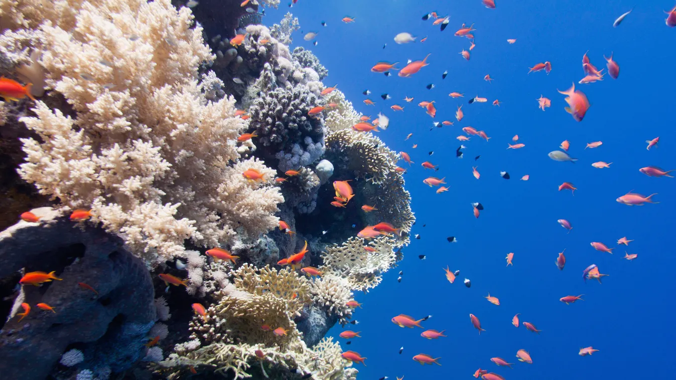 Fish swimming over corals ANIMAL Anthias FISH nature CORAL SEA hard OCEAN floor RED COLOUR CAST saltwater life soft swimming FAUNA wildlife BIOLOGY biological ZOOLOGY zoological aquatic tropical underwater WATER Wide angle under 