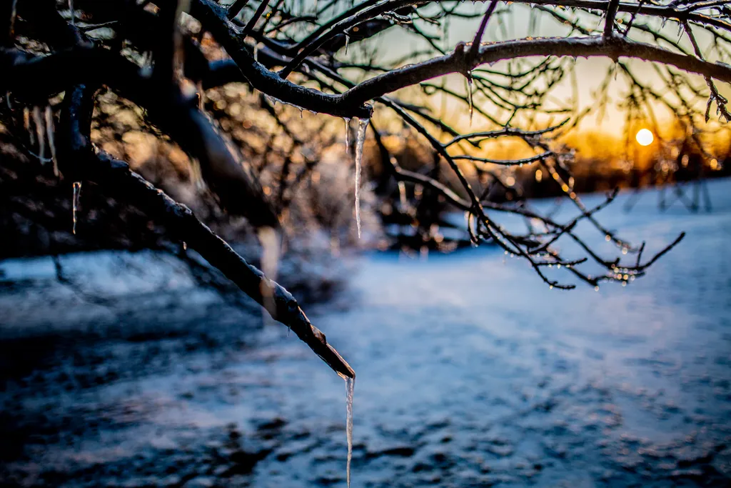 Normafa, jég, tél, időjárás, napfelkelte 