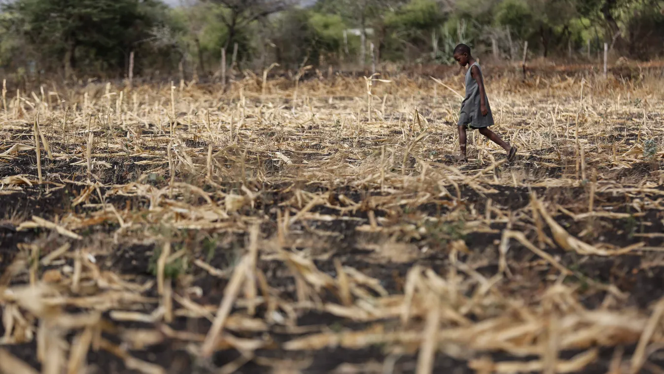 Matinyani, 2015. március 23.
Kiszáradt kukoricaföldön egy lány a Kenya délkeleti részén fekvő Matinyani közelében a víz világnapján, 2015. március 22-én. A kenyai kormány szerint az országban 1,6 millió embert fenyeget éhínség az aszályos időjárás miatt. 