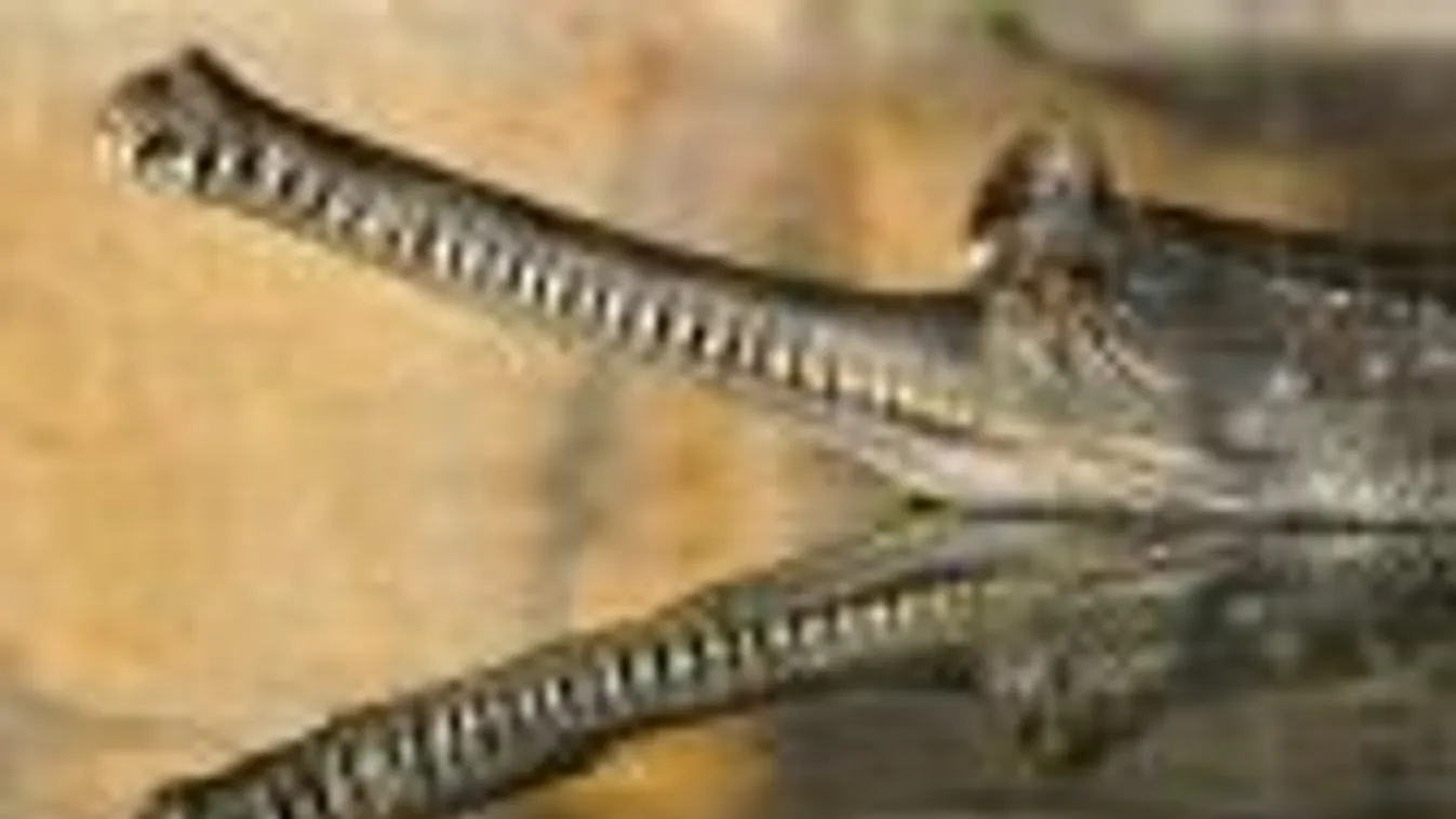 gangeszi gaviál, természetfotó, London Zoological Society