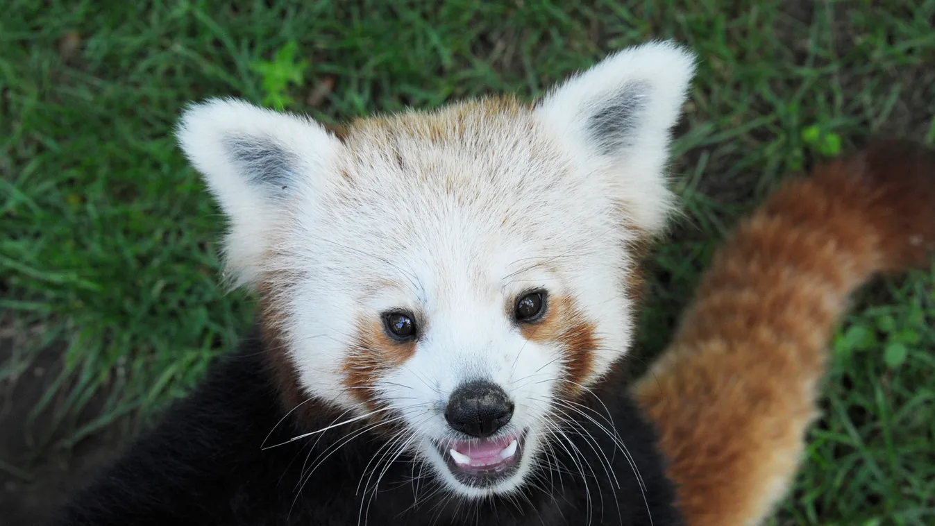 vörös panda, nyíregyházi állatkert, Ailurus fulgens 