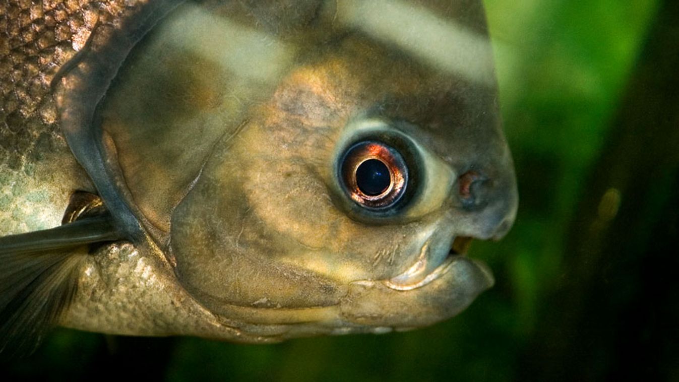 Pacu hal, Gyümölcsevő piranha, Colossoma macropomum
