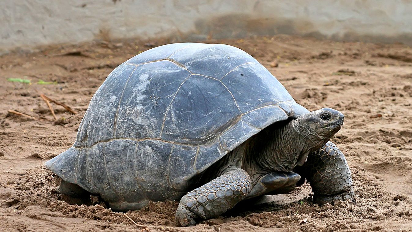 aldabrai teknős 
