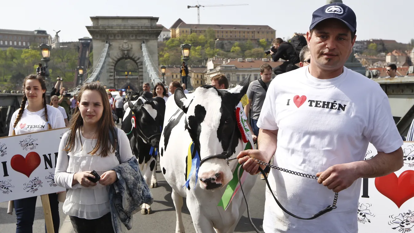 tehéntüntetés, tejtermelők, tehén, tüntetés, demonstrációjának résztvevői állnak teheneikkel a Lánchídon. 2016. április 4-én. A tüntetők szerint az unió és a magyar állam 