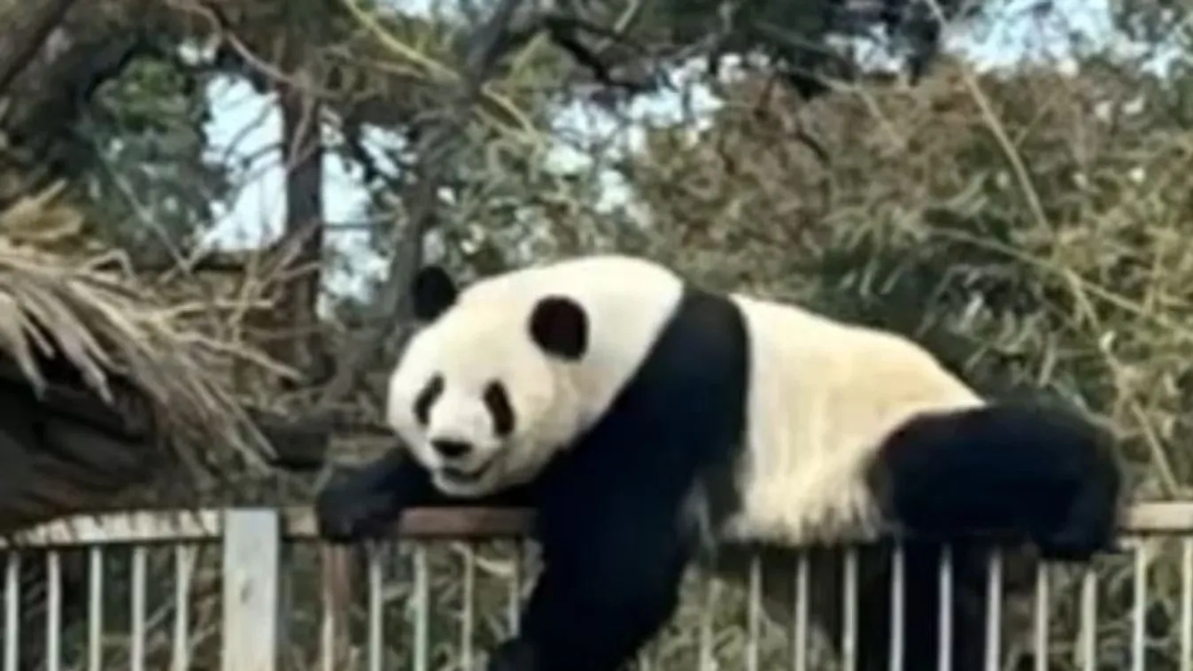 panda szökés 