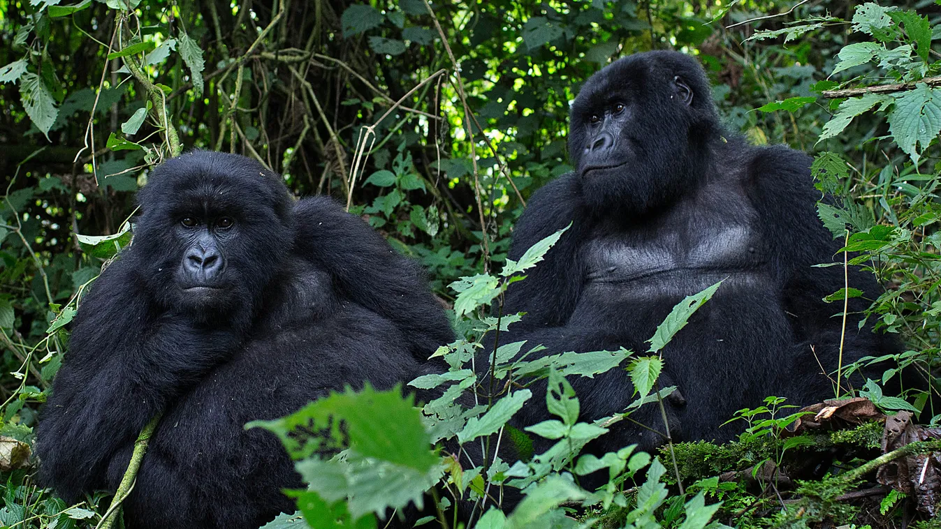 Ruanda turizmus gorilla rezervátum 