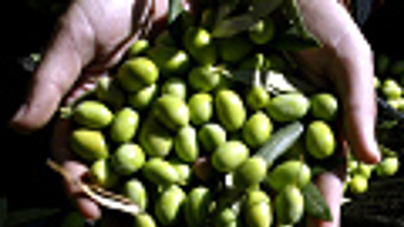 Olívaszüret Olaszországban, olivaolaj, olivabogyó