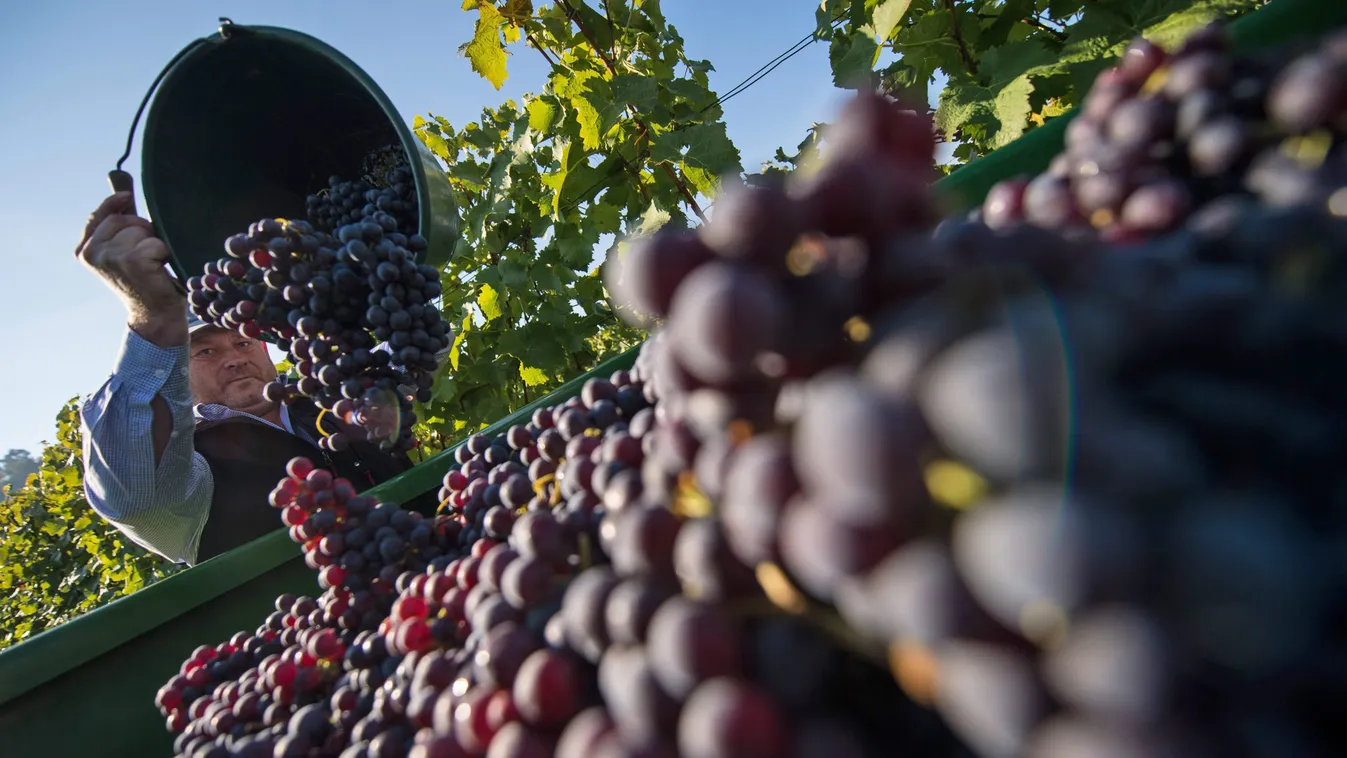 Diehl, Rainer borász dolgozik Foglalkozás gyümölcs HÉTKÖZNAPI NÖVÉNY SZEMÉLY szőlő szüret szüretel 
