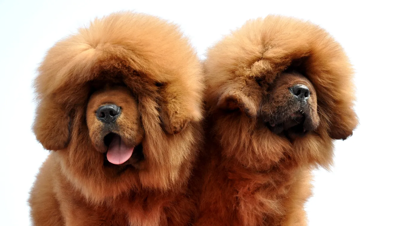 Dog sold for nearly US$2 million at Zhejiang luxury pet fair China Chinese Tibetan mastiff Tibetan mastiff dog puppy luxury pet HORIZONTAL 