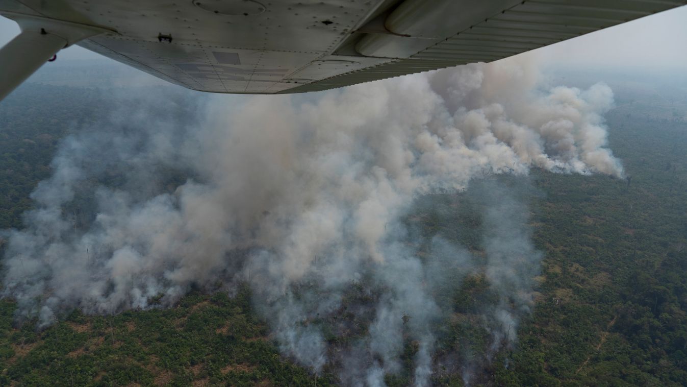esőerdő, Brazília, Amazonas, tűz, erdőtűz 