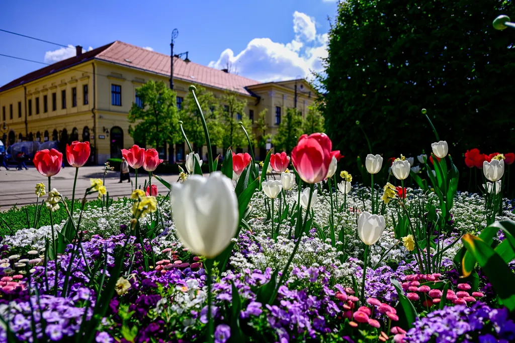 Virágba borult Debrecen, debrecen 