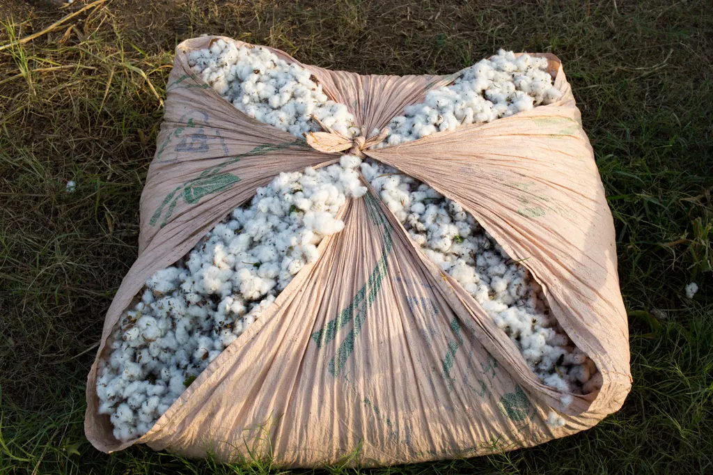 pamutszüret, pamut, cotton, cotton harvest, pamutszüret galéria, kettő 
  Daily Life In Bahawalpur Bahawalpur Pendjab Punjab agriculteurs champs coton farmers paysans recolte Horizontal COTTON FIELD HARVEST 