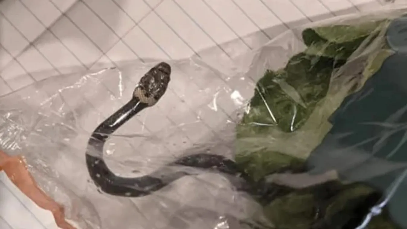 Kígyót talált a salátájában egy ausztrál nő, Aldi, nyomozás 