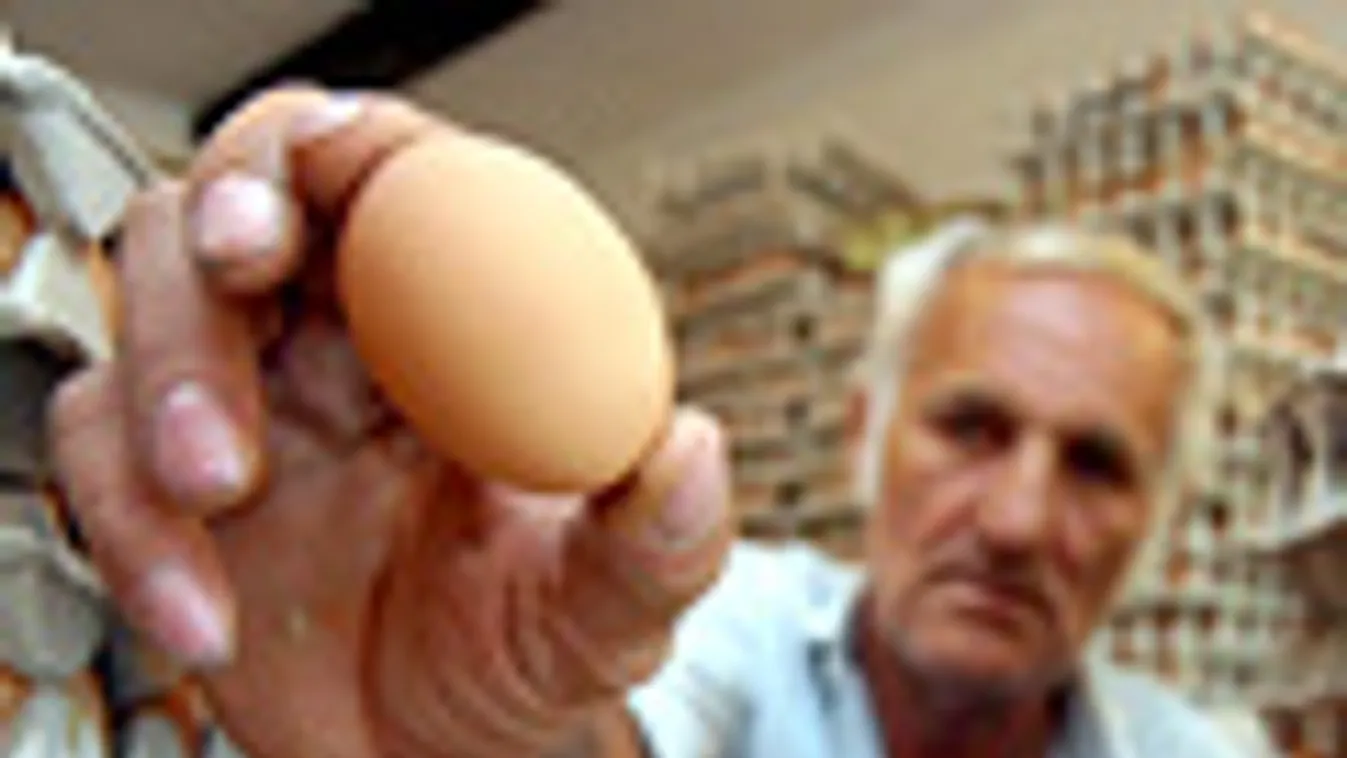 tojás, Selmeczi Béla tojástermelő válogatja és osztályozza a tojásokat 