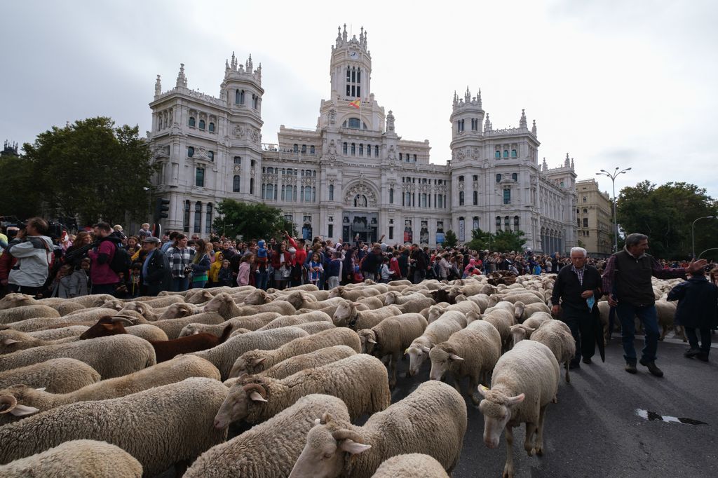 Spanyolország, madrid, trashumancia fesztivál, birka, utca, emberek, madrid belváros, 2022. 10. 24. 