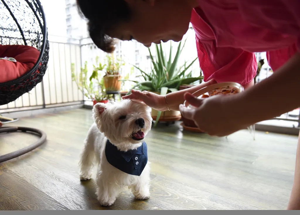 Digitális kutyusok: Egyre népszerűbbek a kisállat-influencerek, galéria 