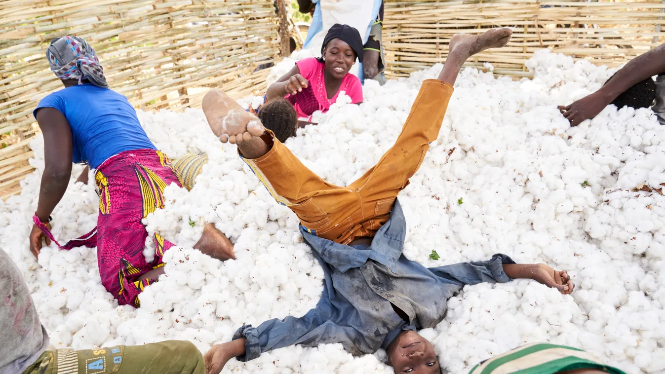 pamutszüret, pamut, cotton, cotton harvest, pamutszüret galéria, kettő    Horizontal OFFBEAT AFRICA COTTON CHILD PLAYING AGRICULTURE TEXTILE INDUSTRY CHILD WORKER 