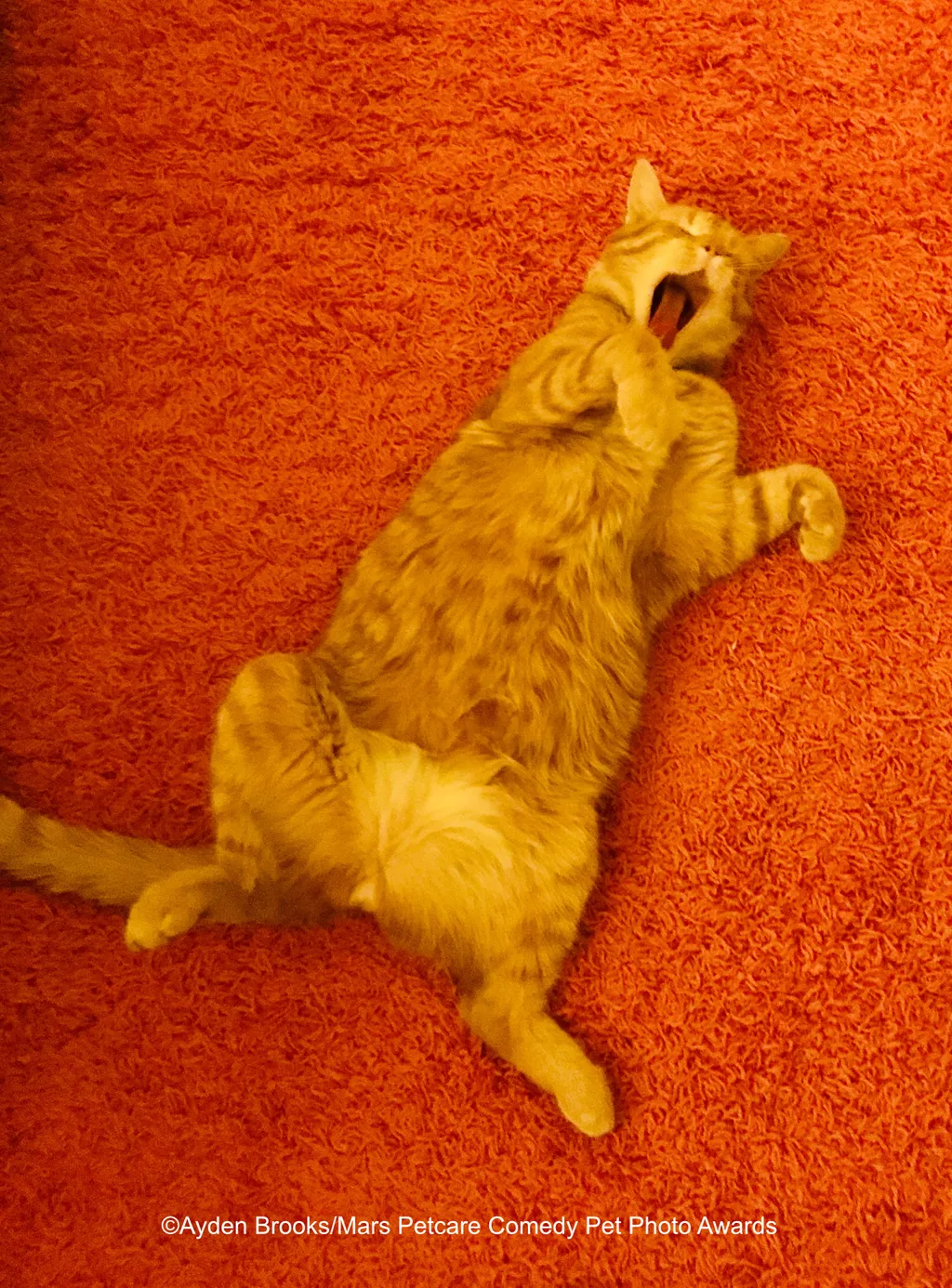 The Comedy Pet Photography Awards 2020
Lisa Greenspoon
ottawa
Canada
Phone: 
Email: 
Title: Good morning, Fox Mulder!
Description: Our cat, Fox Mulder, AKA Squishy, Little Squishy Guy, Squishface, Squish, Foxy, loves to spread himself out on his back when