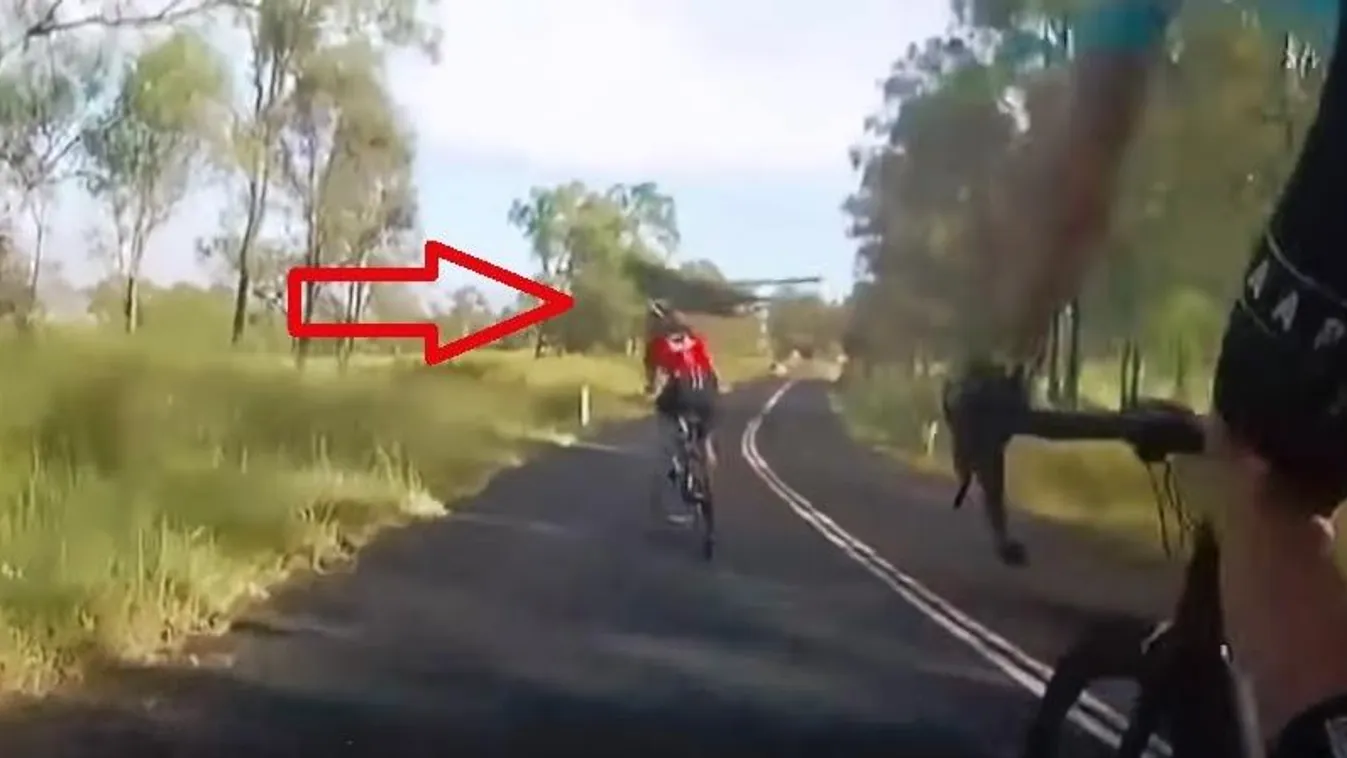 Kenguru biciklista bringás Ausztrália 
