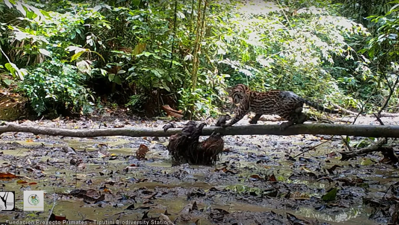 lajhár, ocelot, Amazonas-medence, Ecuador 