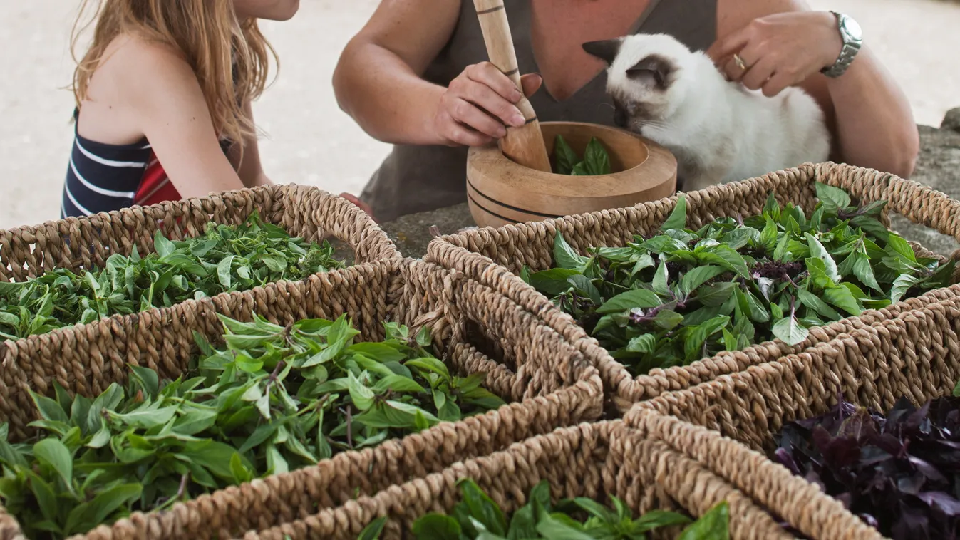 botulizmus illusztráció, bazsalikomos pesztó készül, pesto 