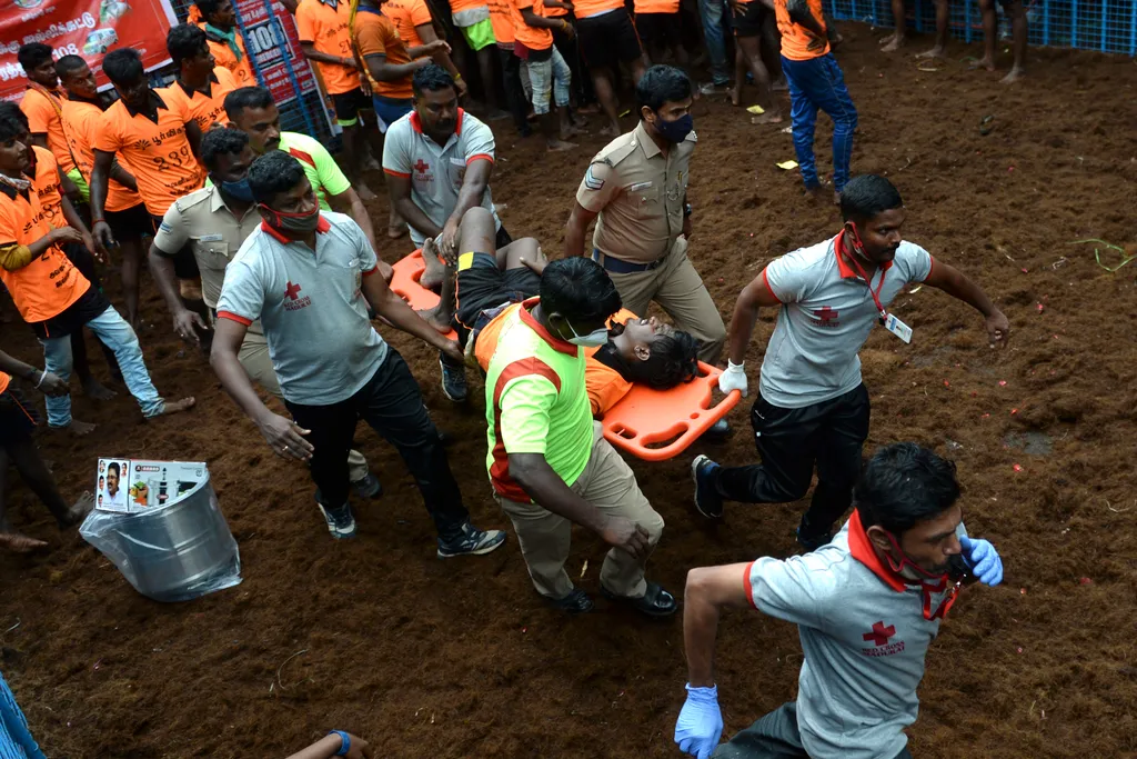 Jallikattu Avaniyapuram bika India Tamil Nadu 