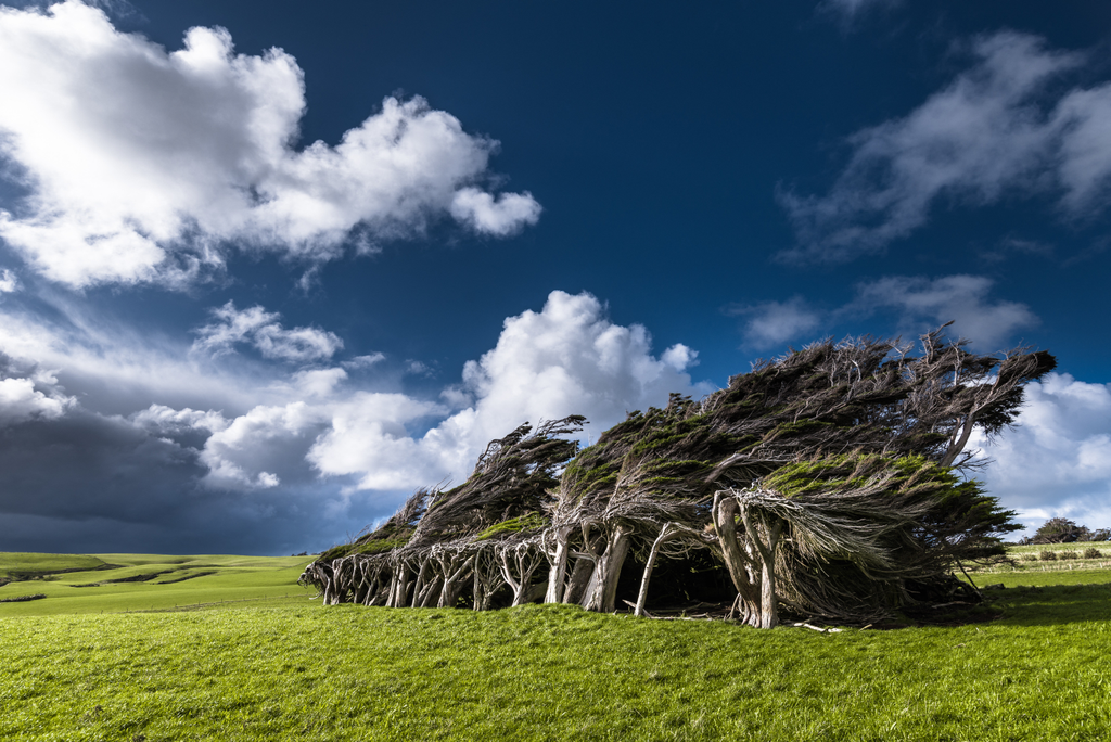 Slope Point, Új-Zéland, szeles, szél, viharos, fák, fa, ferde 