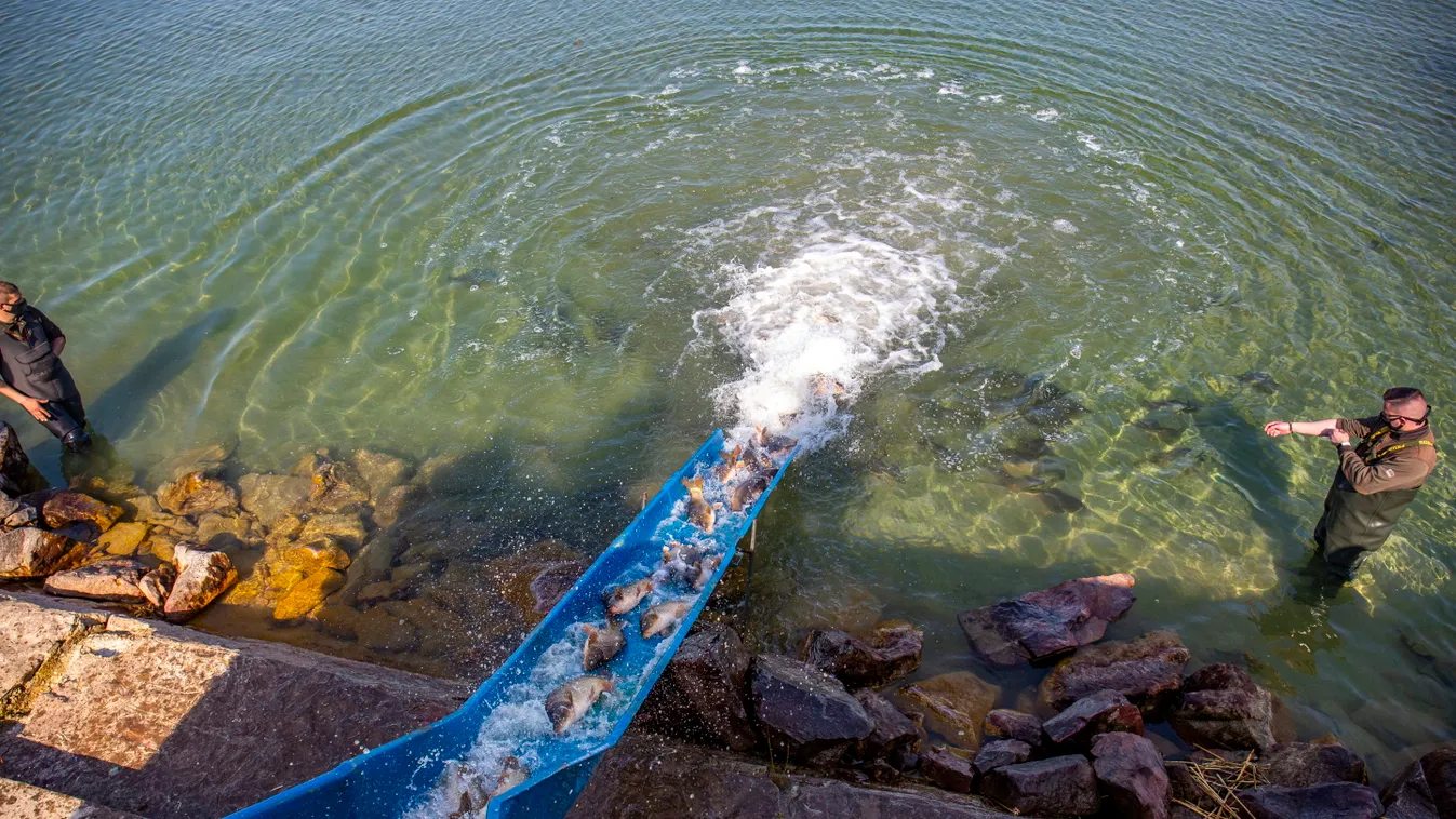 Haltelepítés a Balatonon 