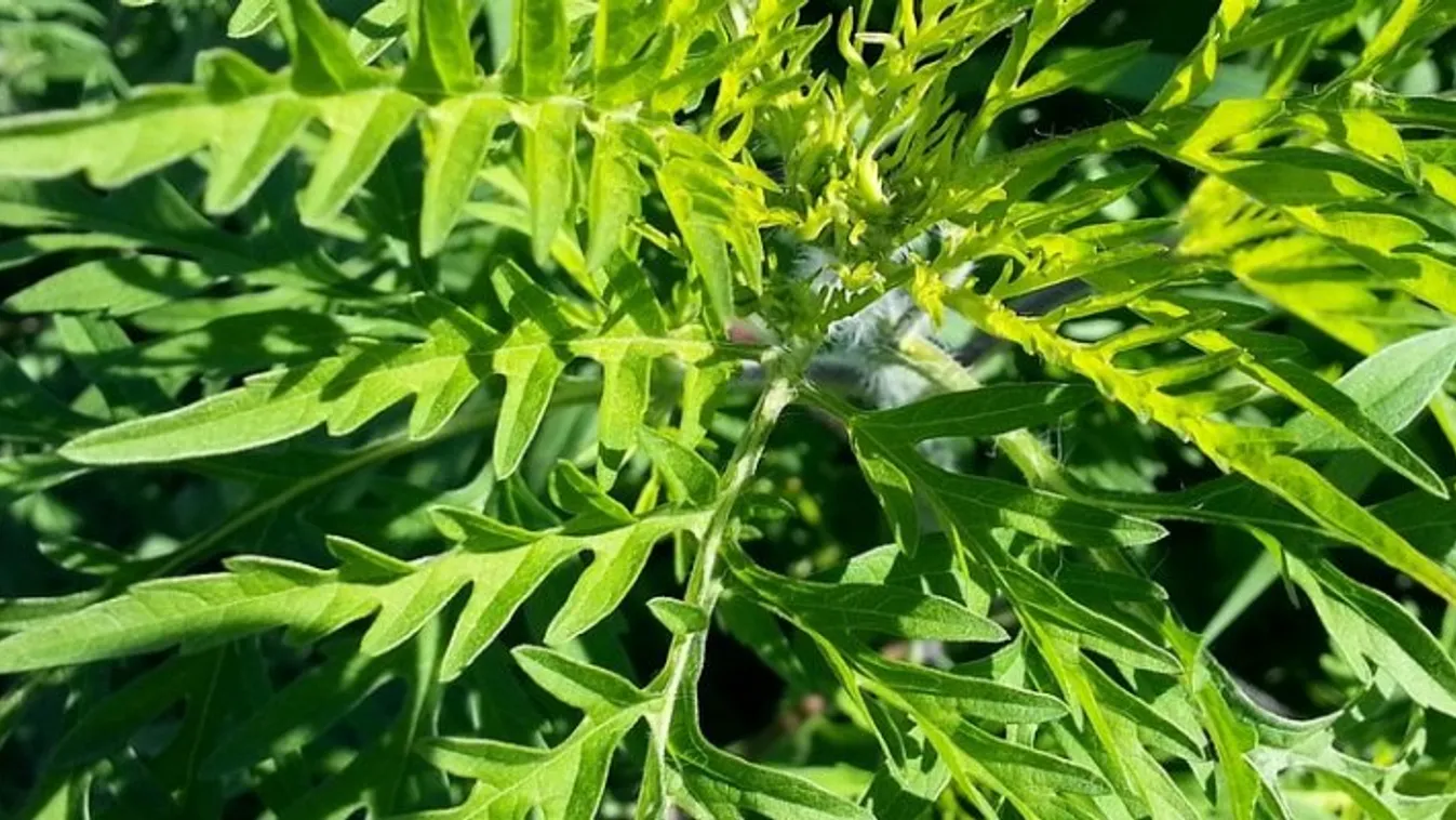 parlagfű, Ambrosia artemisiifolia 