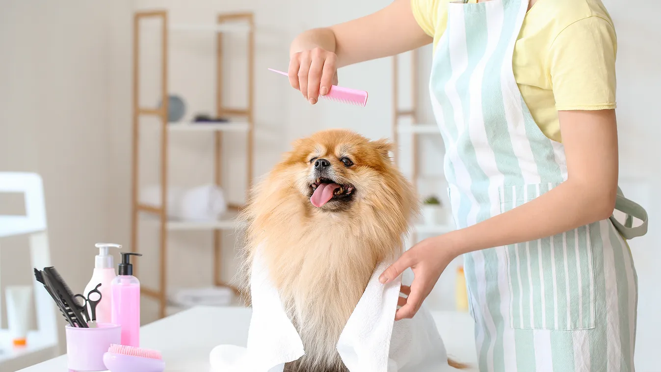 kutyakozmetika Így ápold otthon a kutyád bundáját 