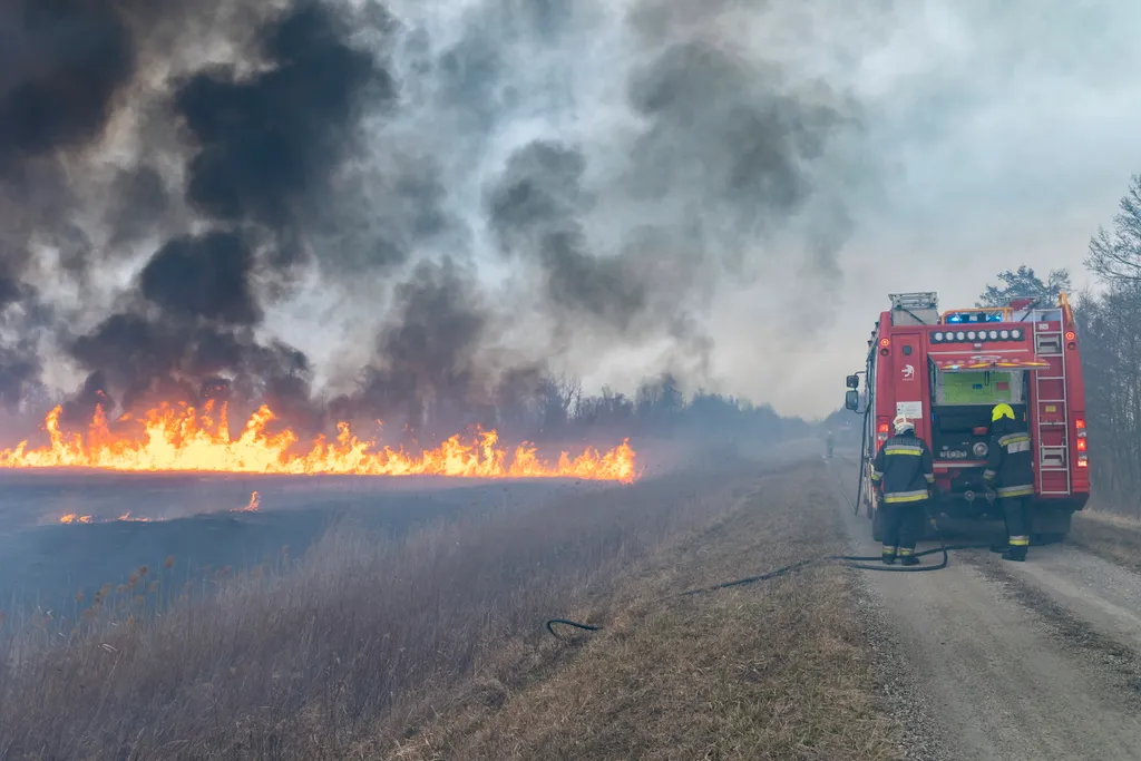 aljnövényzet a Kis-Balaton térségében - képek 