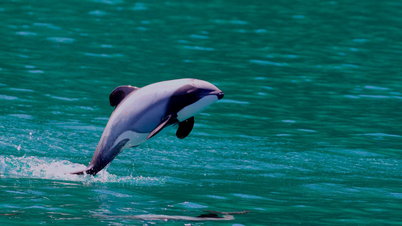 Hector-delfin 