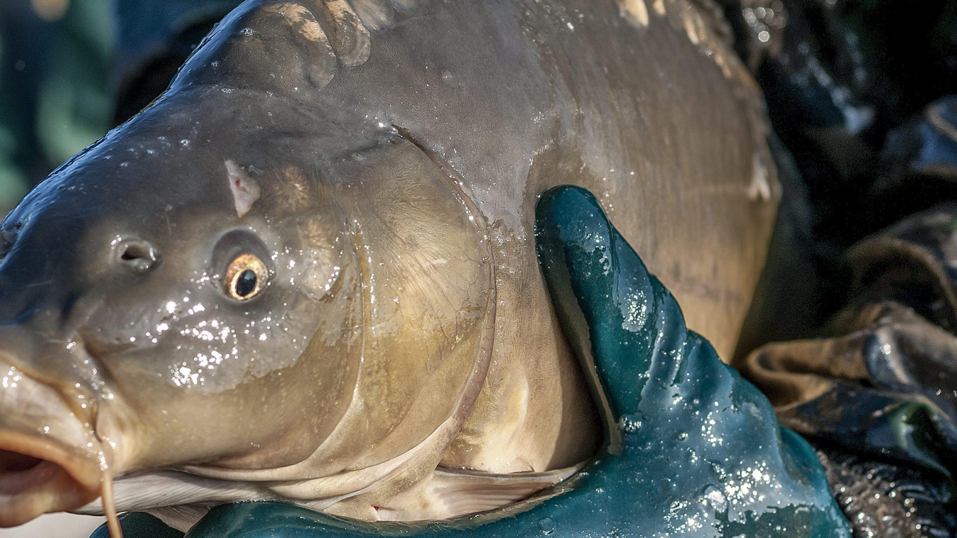 ÁLLAT hal halászat halgazdálkodás kifogott hal lehalászás őszi lehalászás ponty VÍZI ÁLLAT Hortobágy község, 2013. október 22.
Egy ponty, amelyet a Hortobágyi Halgazdaság Zrt. Árkus tóegységének csécsi tavából fogtak ki 2013. október 22-én. Megkezdődött a