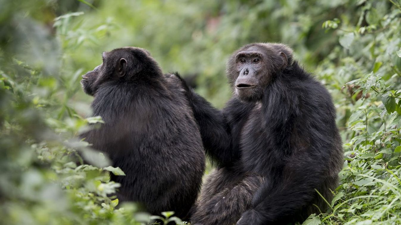 mutáns csimpánz 