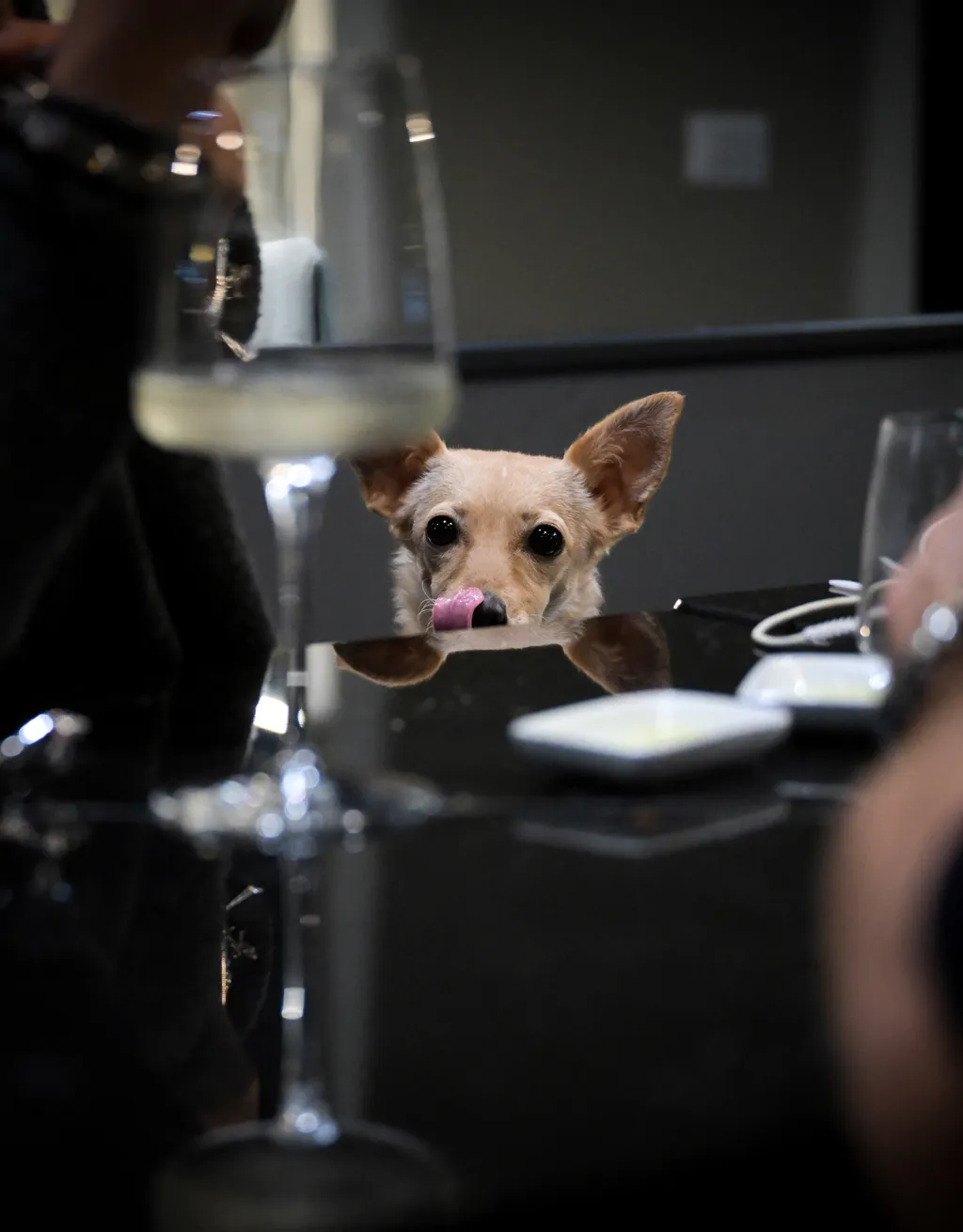 animal restaurants Vertical, Csúcsminőségű kutya étterem nyílt Rómában 
