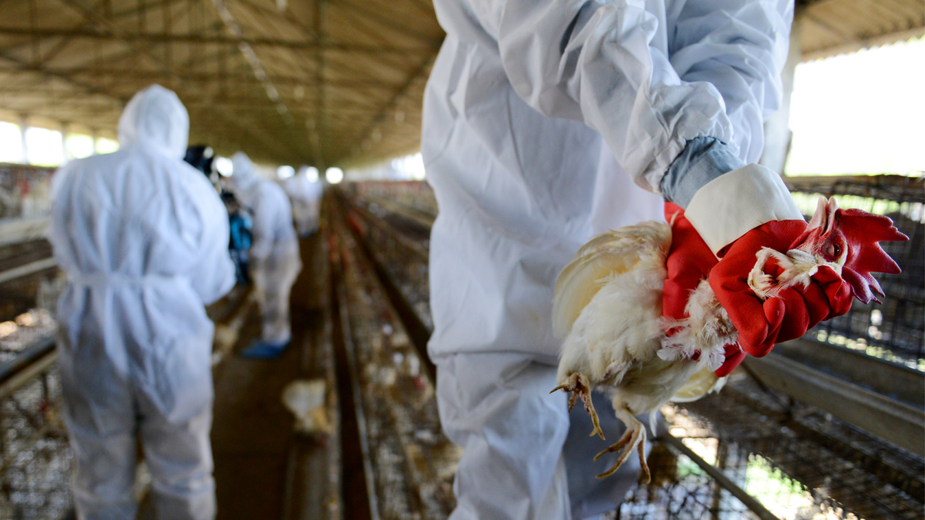 Újra itt a madárinfluenza! 170 ezer állatot kellett leölni egy brit farmon 