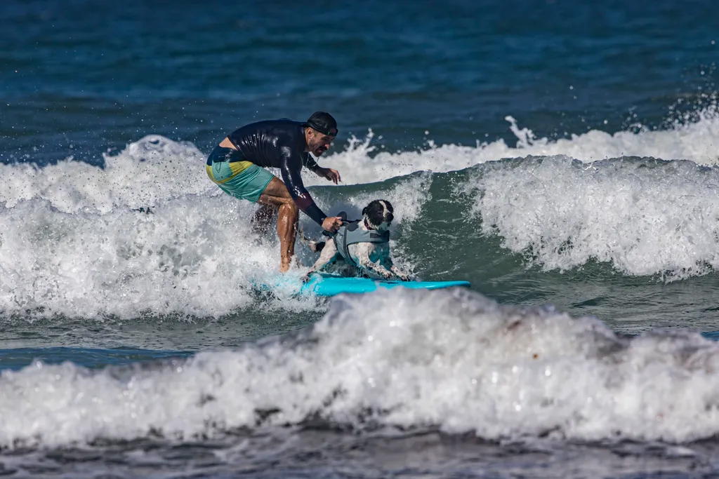 Szörföző kutyák gall  Helen Woodward Animal Center's 16th Annual Surf Dog Surf-a-Thon 