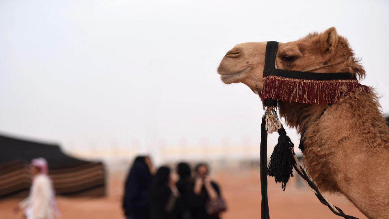 teve szépségverseny Szaúd-Arábia 