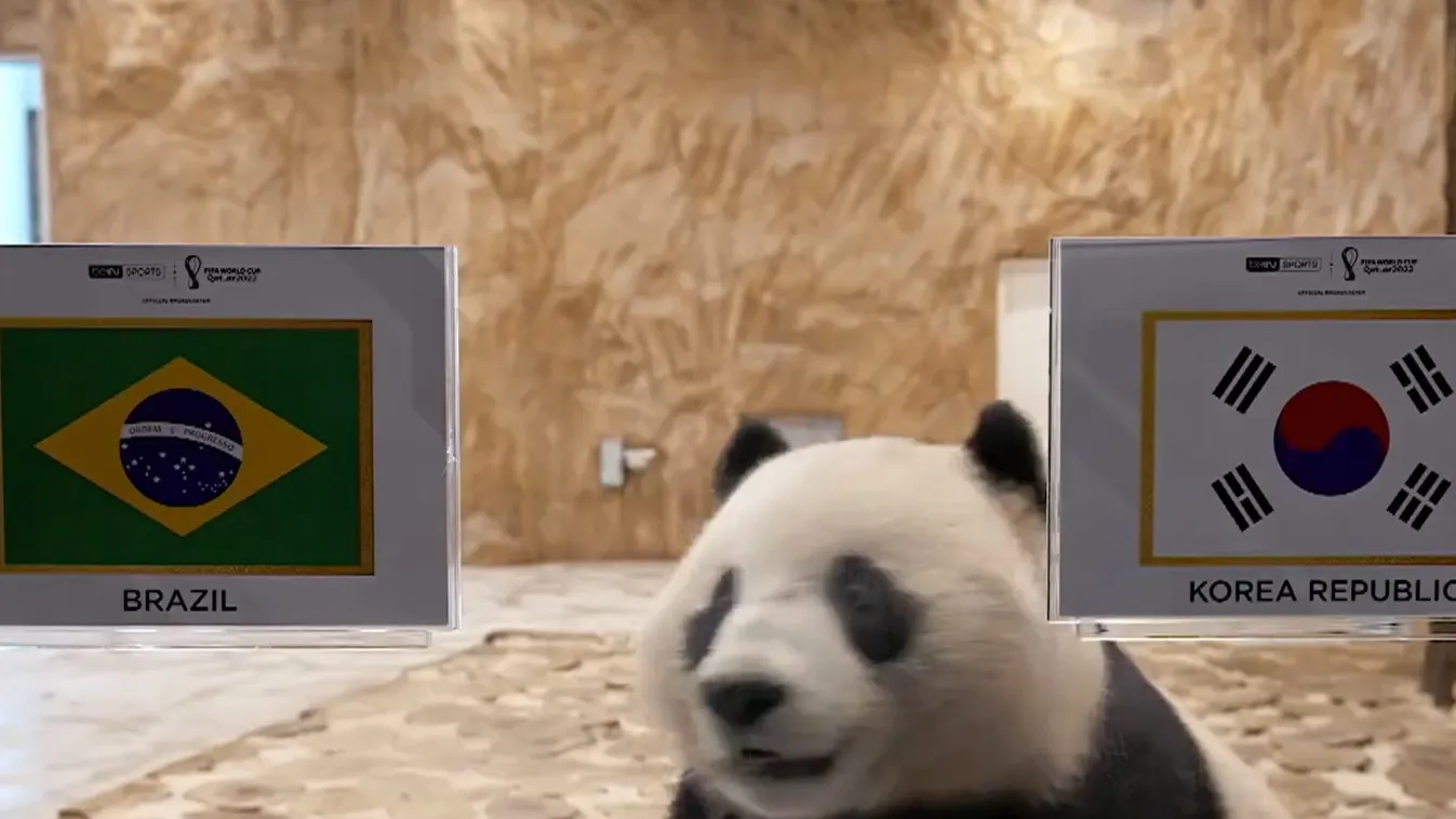 Panda, tipp 