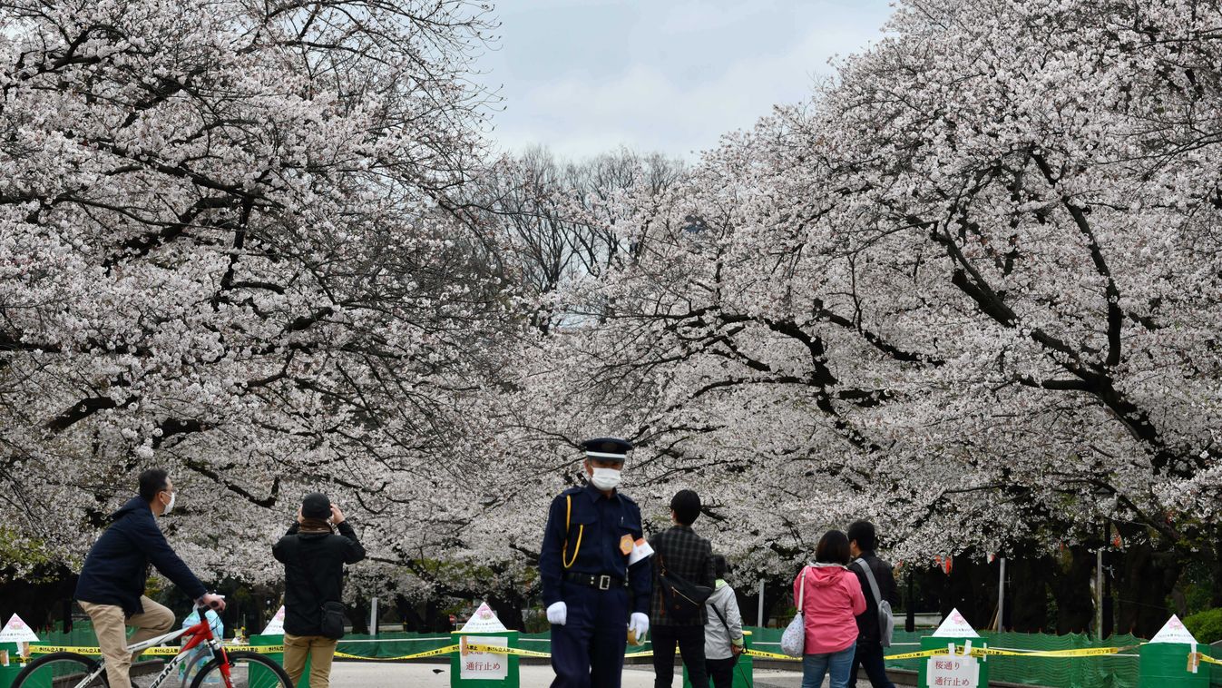 Cseresznyefa-virágzás Tokió Ueno par 