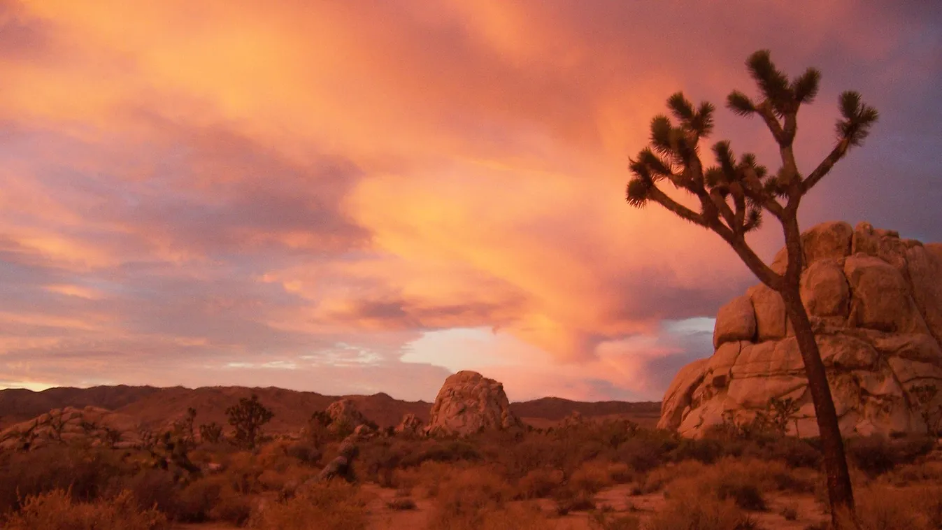 Joshua Tree Nemzeti Park 