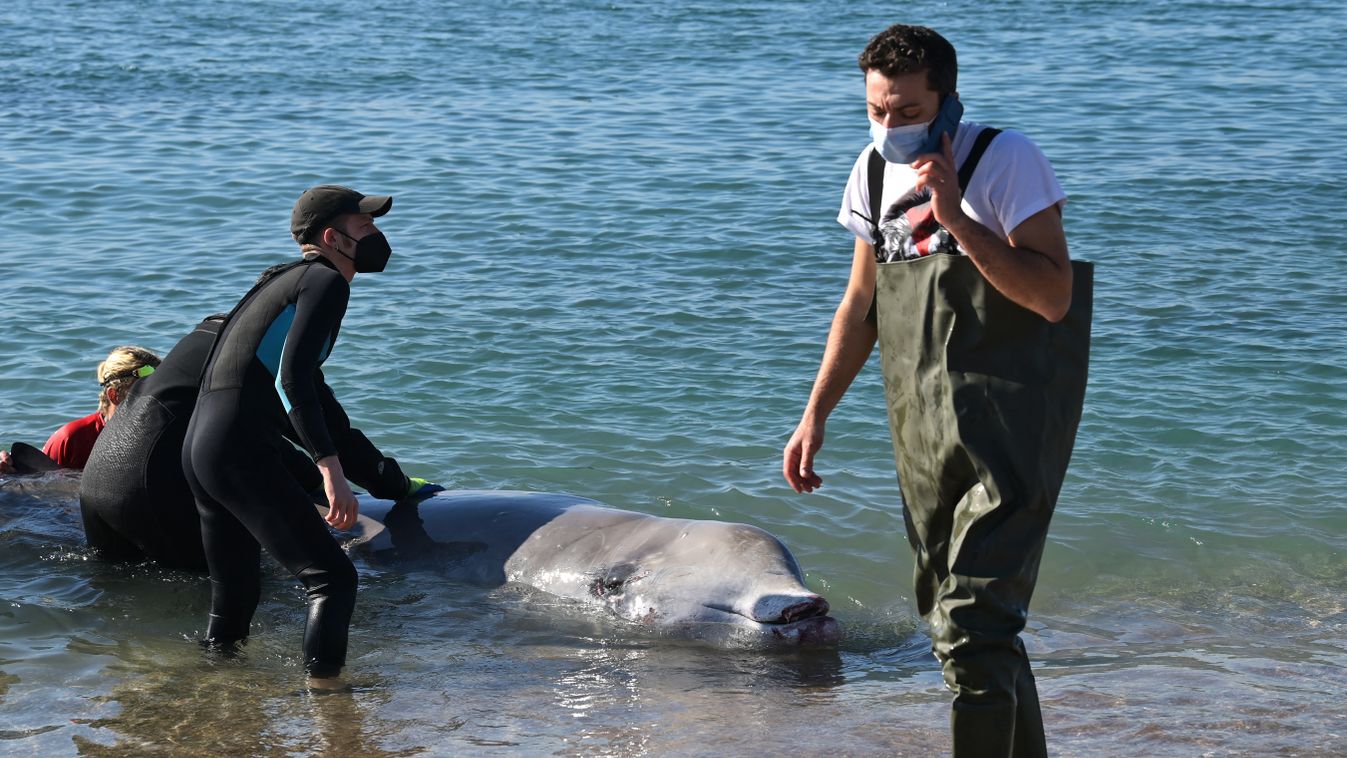 Partra vetődött bálna Görögországban  animal environment Horizontal 
