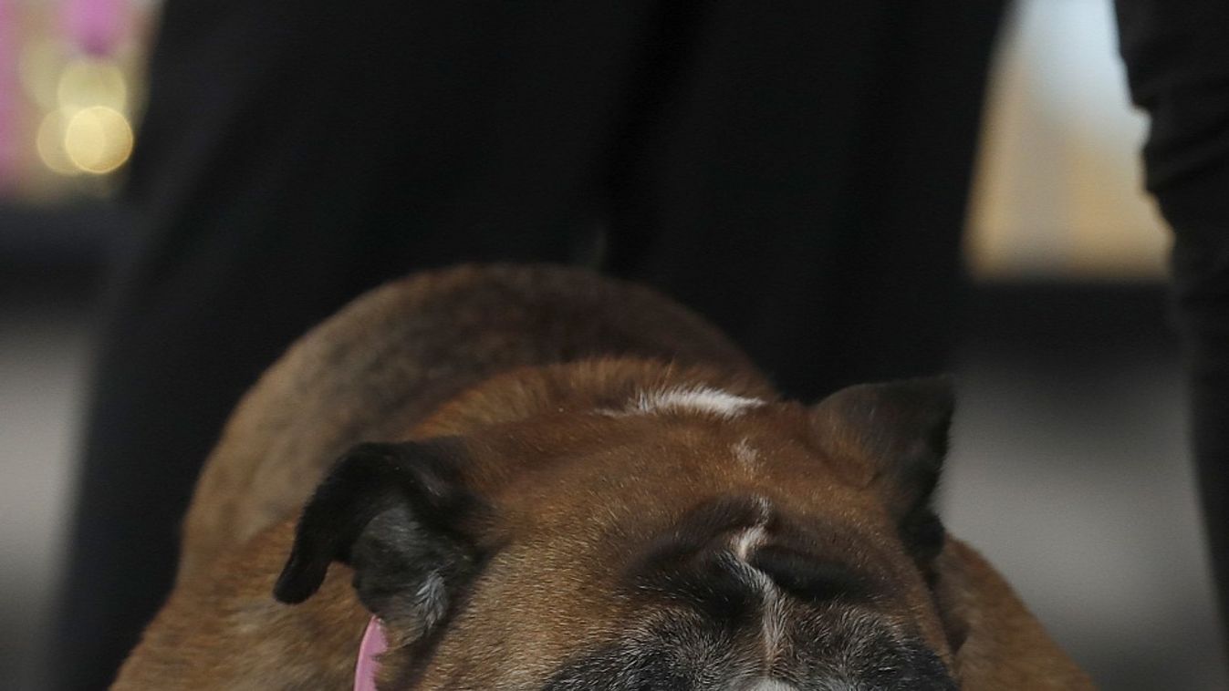 Zsa Zsa, világ legrondább kutyája 2018, legcsúnyább kutya 