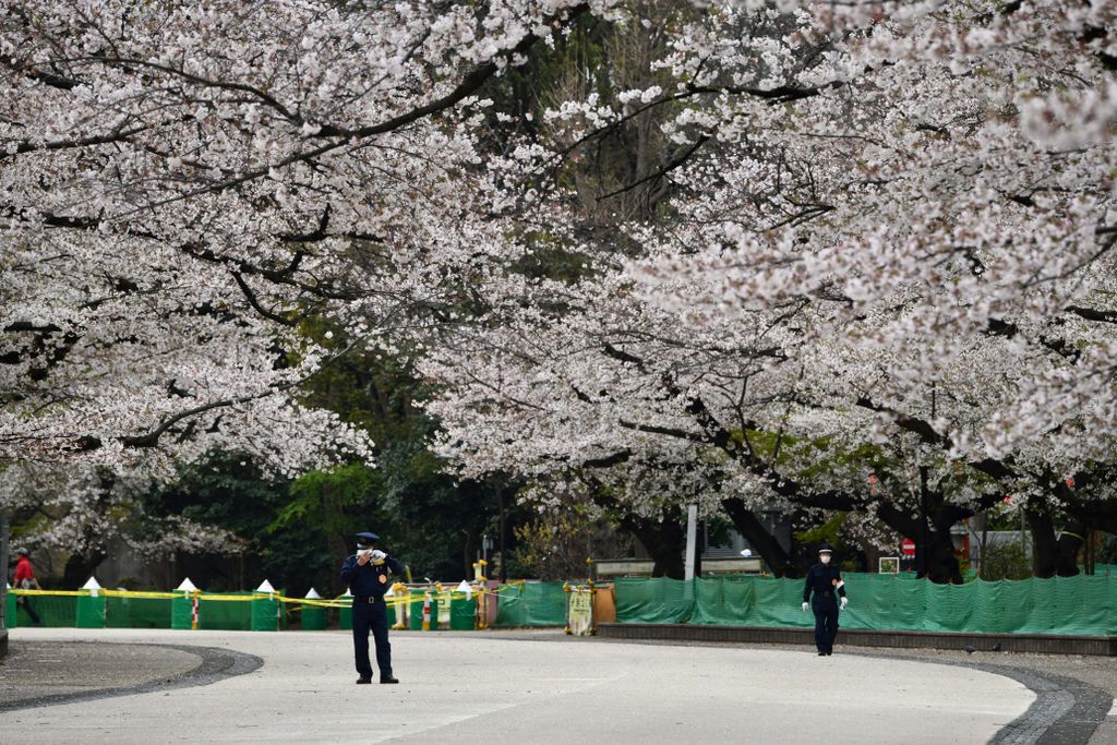Cseresznyefa-virágzás Tokió Ueno park 